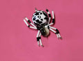 Moo-Mood Mini Spider